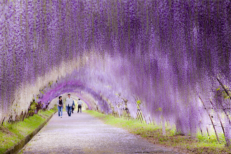 10 - Wisteria Flower Tunnel Japonsko