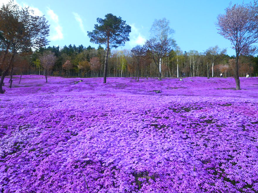 15 - Shibazakura Flowera Takinoue Park Japonsko