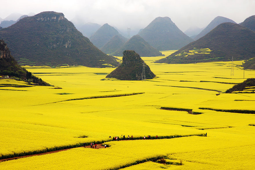 20 - Canola Flower Fields China