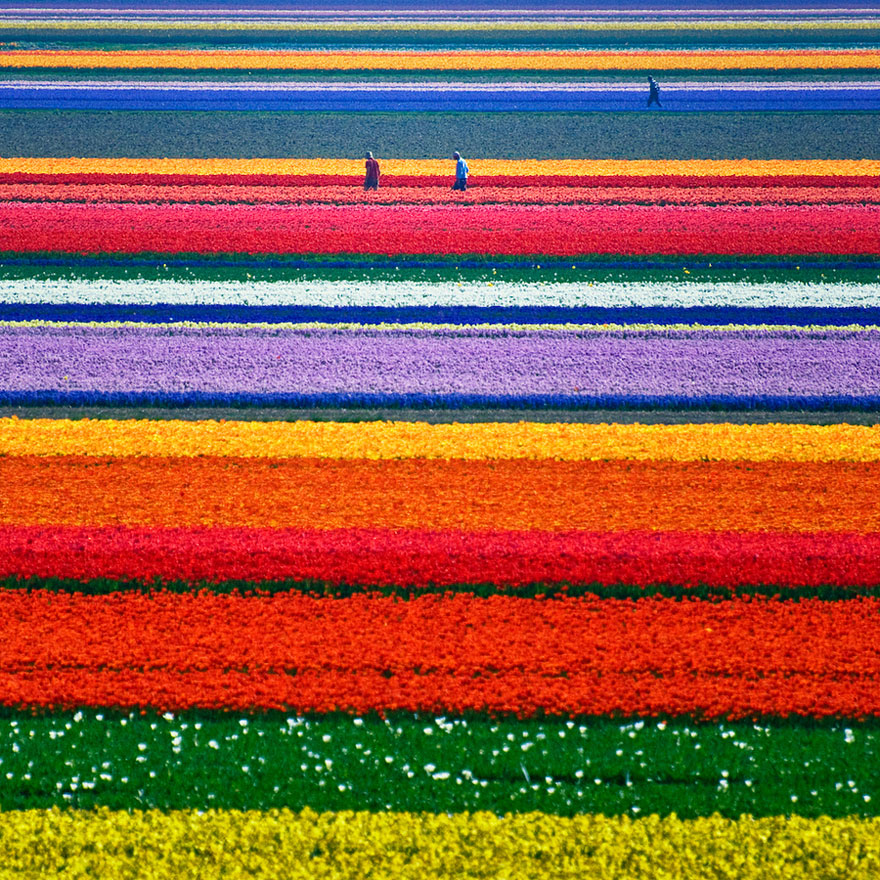 2 - tulipanove polia Holandsko