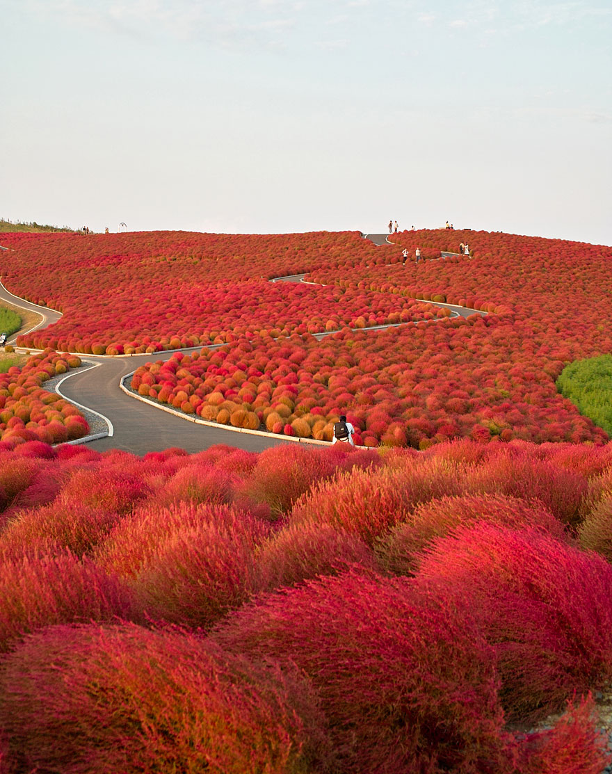 4 - Hitachi Seaside Park - Japonsko