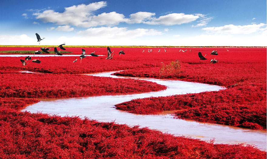 6 - Red Beach Panjin China
