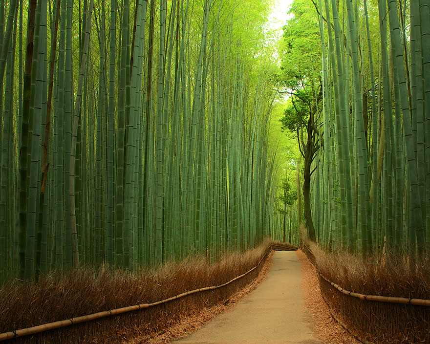 7 - Bambusovy les Japonsko